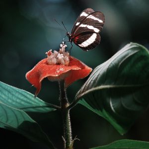 Preview wallpaper heliconius, butterfly, macro, wings, plant