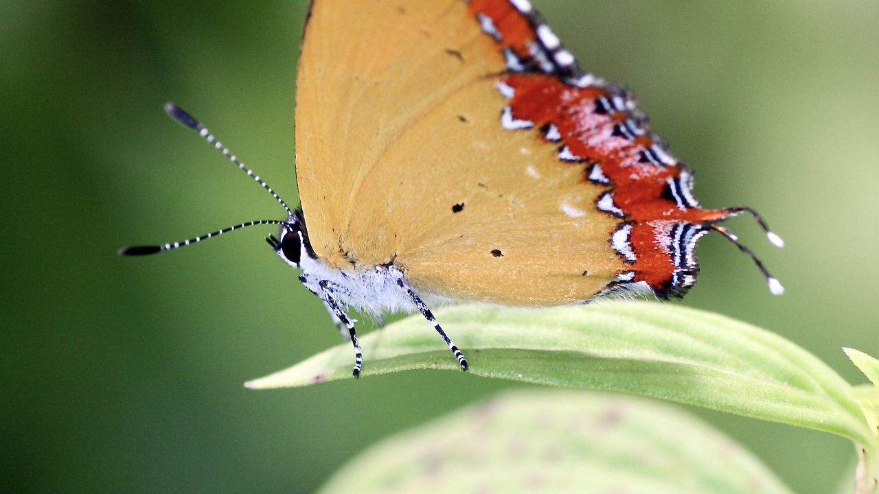 Wallpaper heliophorus epicles, butterfly, leaf, blur, macro