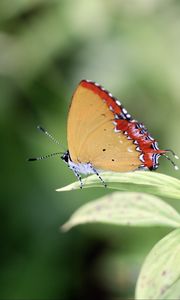 Preview wallpaper heliophorus epicles, butterfly, leaf, blur, macro