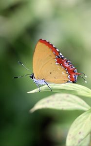 Preview wallpaper heliophorus epicles, butterfly, leaf, blur, macro