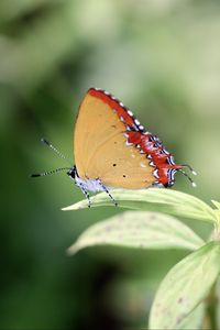 Preview wallpaper heliophorus epicles, butterfly, leaf, blur, macro