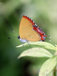 Preview wallpaper heliophorus epicles, butterfly, leaf, blur, macro