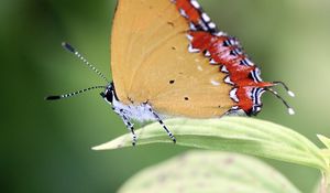 Preview wallpaper heliophorus epicles, butterfly, leaf, blur, macro