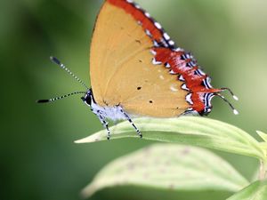 Preview wallpaper heliophorus epicles, butterfly, leaf, blur, macro