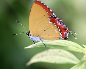 Preview wallpaper heliophorus epicles, butterfly, leaf, blur, macro