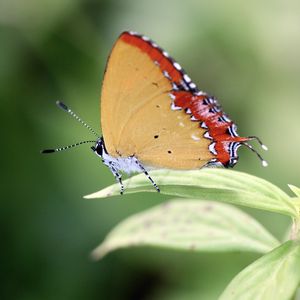 Preview wallpaper heliophorus epicles, butterfly, leaf, blur, macro