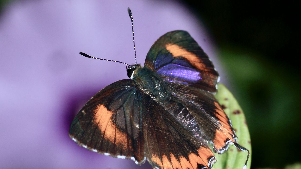 Wallpaper heliophorus epicles, butterfly, leaves, blur, macro