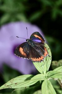 Preview wallpaper heliophorus epicles, butterfly, leaves, blur, macro