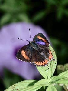 Preview wallpaper heliophorus epicles, butterfly, leaves, blur, macro