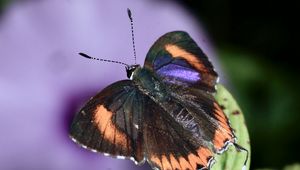 Preview wallpaper heliophorus epicles, butterfly, leaves, blur, macro