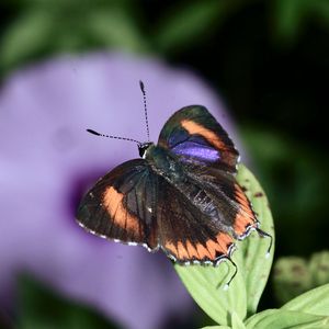 Preview wallpaper heliophorus epicles, butterfly, leaves, blur, macro