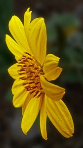 Preview wallpaper heliopsis, petals, drops, flower, macro, yellow