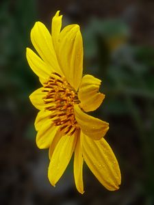 Preview wallpaper heliopsis, petals, drops, flower, macro, yellow