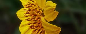 Preview wallpaper heliopsis, petals, drops, flower, macro, yellow