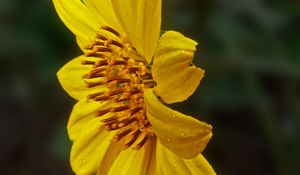 Preview wallpaper heliopsis, petals, drops, flower, macro, yellow
