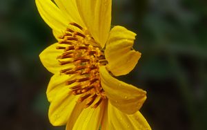 Preview wallpaper heliopsis, petals, drops, flower, macro, yellow