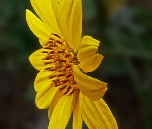 Preview wallpaper heliopsis, petals, drops, flower, macro, yellow