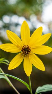 Preview wallpaper heliopsis, petals, flower, yellow, blur
