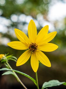 Preview wallpaper heliopsis, petals, flower, yellow, blur