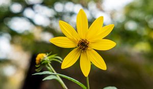 Preview wallpaper heliopsis, petals, flower, yellow, blur