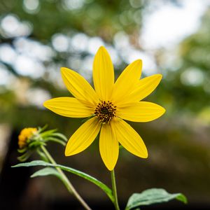 Preview wallpaper heliopsis, petals, flower, yellow, blur