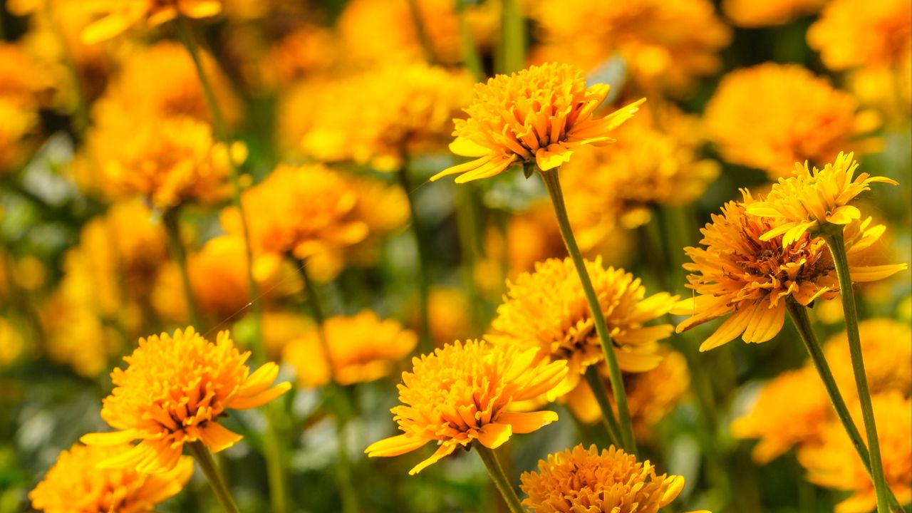 Wallpaper heliopsis, petals, flowers, yellow