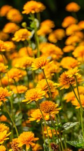 Preview wallpaper heliopsis, petals, flowers, yellow