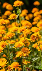Preview wallpaper heliopsis, petals, flowers, yellow