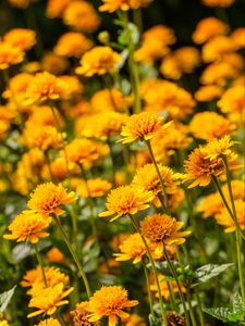 Preview wallpaper heliopsis, petals, flowers, yellow