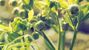 Preview wallpaper hellebore, buds, stems