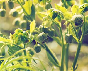 Preview wallpaper hellebore, buds, stems