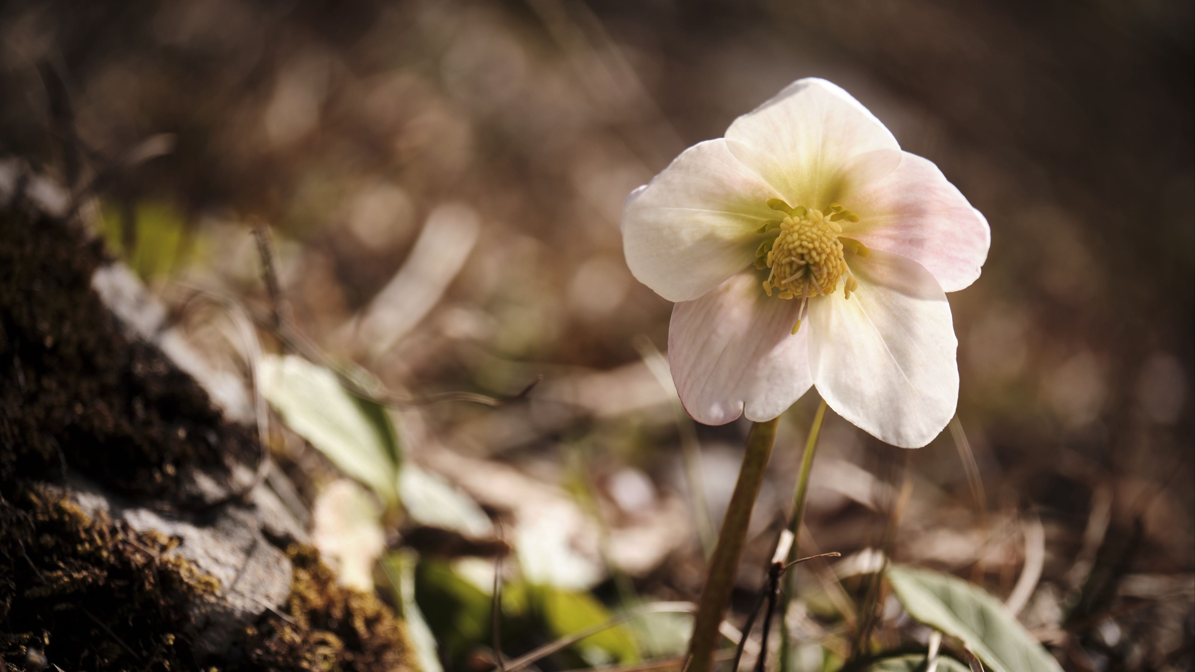 Download wallpaper 3840x2160 hellebore, flower, macro, white 4k uhd 16: