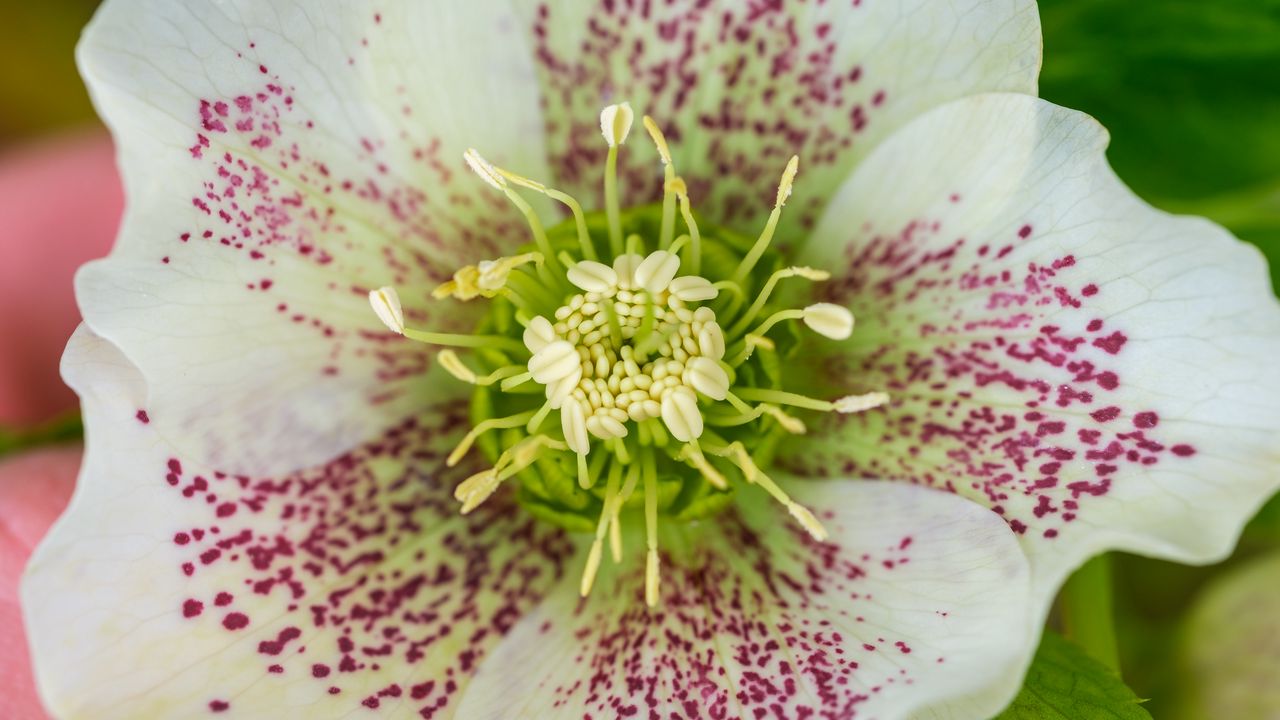 Wallpaper hellebore orientalis, pollen, flower, petals, macro