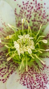 Preview wallpaper hellebore orientalis, pollen, flower, petals, macro