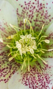 Preview wallpaper hellebore orientalis, pollen, flower, petals, macro