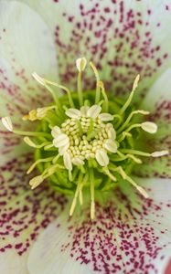 Preview wallpaper hellebore orientalis, pollen, flower, petals, macro