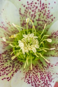 Preview wallpaper hellebore orientalis, pollen, flower, petals, macro