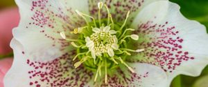 Preview wallpaper hellebore orientalis, pollen, flower, petals, macro