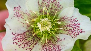 Preview wallpaper hellebore orientalis, pollen, flower, petals, macro