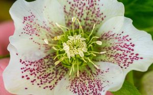 Preview wallpaper hellebore orientalis, pollen, flower, petals, macro