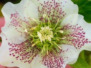 Preview wallpaper hellebore orientalis, pollen, flower, petals, macro