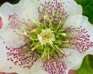 Preview wallpaper hellebore orientalis, pollen, flower, petals, macro