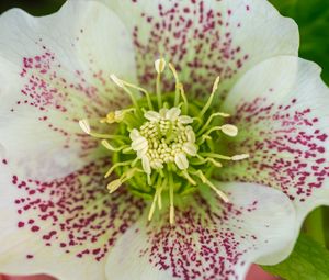 Preview wallpaper hellebore orientalis, pollen, flower, petals, macro