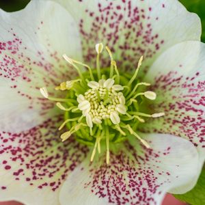 Preview wallpaper hellebore orientalis, pollen, flower, petals, macro