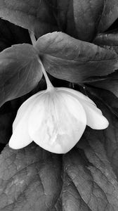 Preview wallpaper helleborus, flower, leaves, black and white