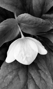 Preview wallpaper helleborus, flower, leaves, black and white