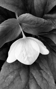 Preview wallpaper helleborus, flower, leaves, black and white