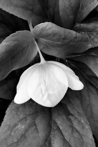 Preview wallpaper helleborus, flower, leaves, black and white