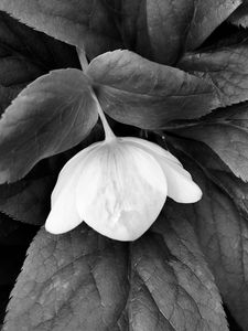 Preview wallpaper helleborus, flower, leaves, black and white