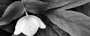 Preview wallpaper helleborus, flower, leaves, black and white